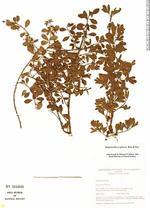 Cover Herbarium A. Bertolini (1775-1869)