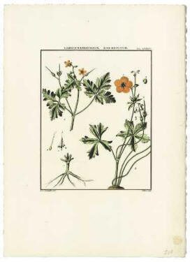 Cover Herbarium A.J. Cavanilles (1745-1804)