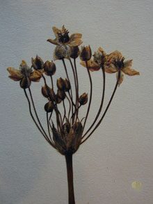 Cover Herbarium J. Burser (1583-1639)
