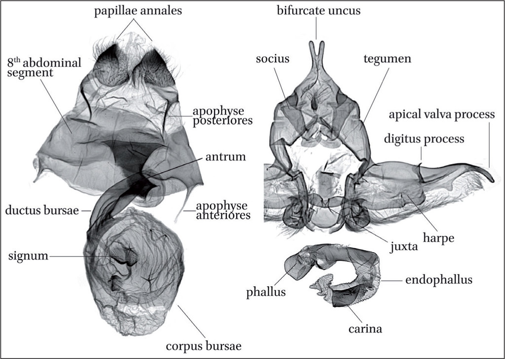 FIGURE 6
