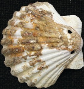 Figure 25.4