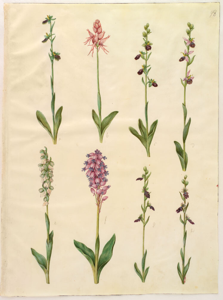 Johannes Simon Holtzbecker, Orchids, in Gottorfer Codex (1649–1659), vol. I, plate 99, gouache on parchment, 50.5 cm × 38.5 cm