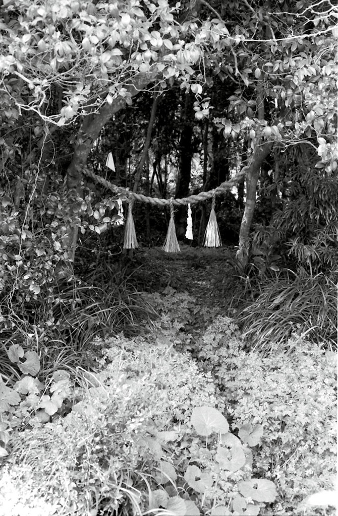 Entrance to the sacred grove of Hōki shown in figure 54. The vegetation on the ground shows that the grove is not usually entered, except at the time of the yearly festival