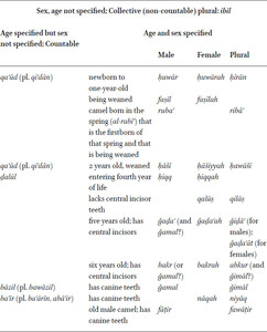 Classical Arabic terminology for camels