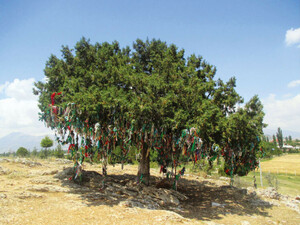 âUluçınar Meydanıâ (âThe Open Space of the Great Sycamore Treeâ), with the sycamore of Abdal Musa adorned with thousands of votive fabrics and kerchiefs
