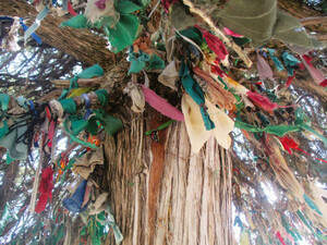 Votive fabrics and kerchiefs adorning the Great Sycamore Tree of Abdal Musa