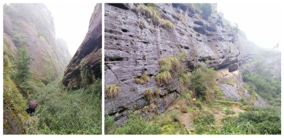 Figures 10a–b: Different views of the tea garden in Neiguidong Canyon, Mount Wuyi, Fujian. The author is shown holding an umbrella in Fig. 10a