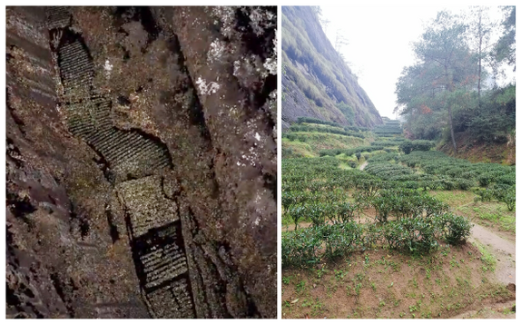 Figures 11a–b: Different views of the tea garden in Daoshuikeng Canyon, Mount Wuyi, Fujian.