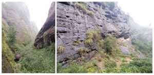 Figures 10a–b: Different views of the tea garden in Neiguidong Canyon, Mount Wuyi, Fujian. The author is shown holding an umbrella in Fig. 10a
