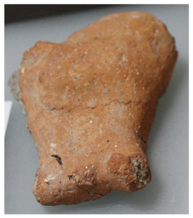 Figure A142: Fragment of male genitalia (inv. N. 275102).