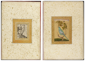Figure 3.7a: Double-page opening; left: An eagle, a falcon, a finch, and a magpie, engraving, Flemish, c. 1600; right: Bird (verditer flycatcher) sitting on a small tree, Deccan (?), first half of eighteenth century, Large Clive Album