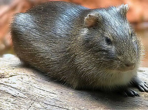 Brazilian cavia
