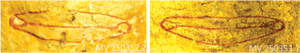 d486727656e23281