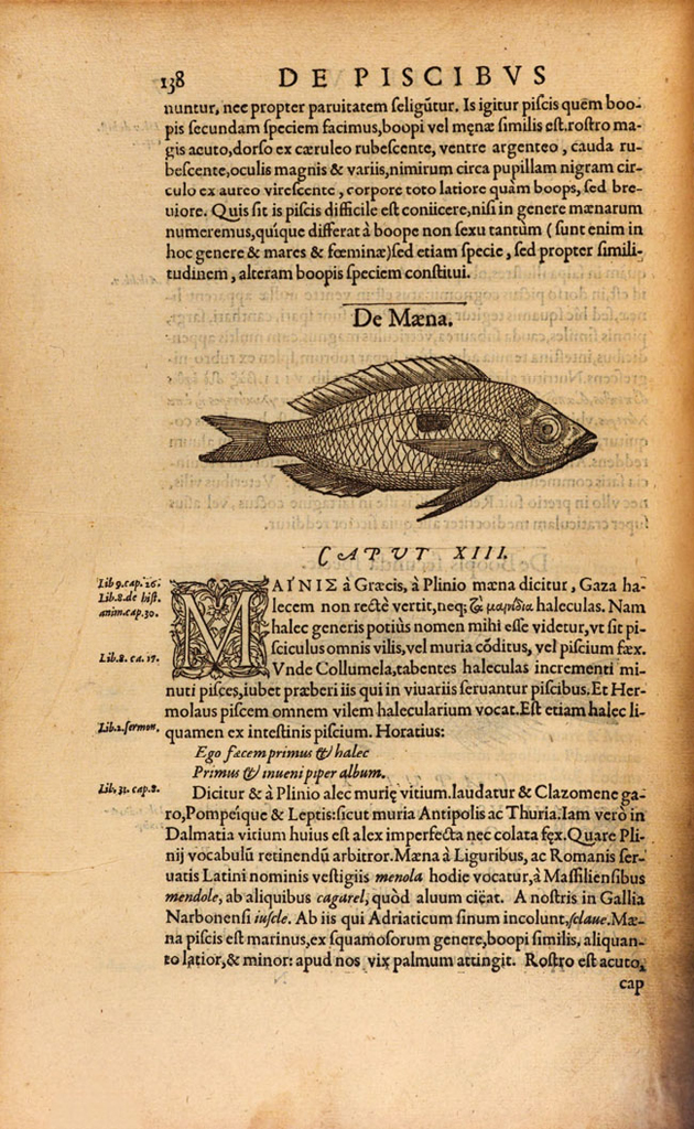 Engraving of a maena in Rondelet Guillaume, De piscibus marinis (Lyon, Macé Bonhomme: 1554â1555) 138. Provenance: Munich, Bayerische Staatsbibliothek