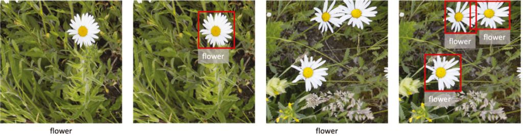 Image recognition and object detection comparison. Image recognition (first and third) labels the entire image, while object detection (second and fourth) localizes objects in an image by drawing bounding boxes around them and then labels them accordingly. Photos are crops from EWD images (Schouten et al., 2024)