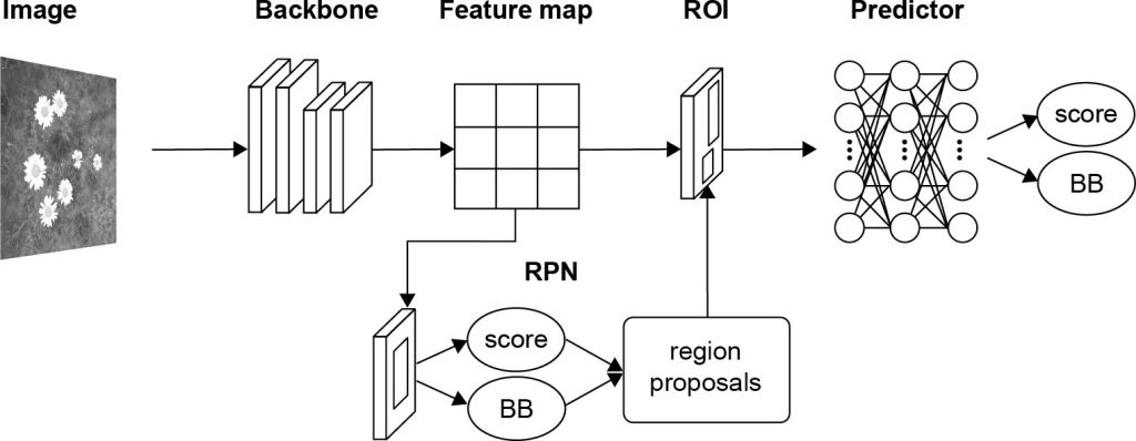Diagram of the Faster R-CNN architecture