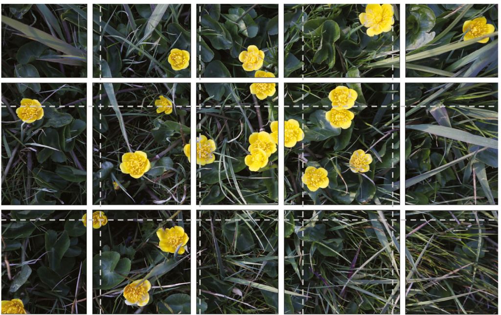 An example of an EWD image sliced into tiles, taken from Schouten et al. (2024). The dashed lines show equally sized tiles. Note the difference in the number of cut wildflowers (Calty palustris in this case) between the two tiling schemes