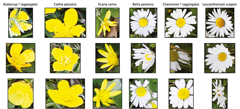 Selected flower species grouped by visual similarity. Group 1: Buttercup (aggregate), Caltha palustris, Ficaria verna; Group 2: Bellis perennis, Chamomile (aggregate), Leucanthemum vulgare. Photos are crops randomly sampled from EWD