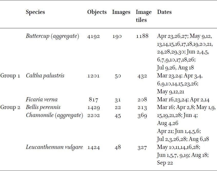 Selected flower species dataset description. Subspecies visually indistinguishable in the field are merged in the EWD dataset: Ranunculus acris and Ranunculus repens are labelled as Buttercup (aggregate), while Matricaria chamomilla and Matricaria maritima are labelled as Chamomile (aggregate)