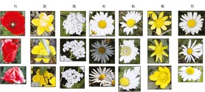 Challenges of flower identification ‘in the wild’: 1) viewpoint variations (Papaver rhoeas); 2) occlusion (Caltha palustris); 3) clutter (Achillea millefolium); 4) light variation (Leucanthemum vulgare); 5) deformations (Bellis perennis); 6) intra-class variation (Ficaria verna); 7) inter-class similarity (Bellis perennis, Leucanthemum vulgare, Matricaria chamomilla)