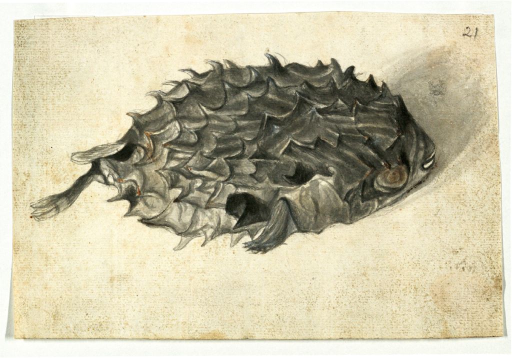 Drawing of a deflated puffer fish in which the shadow that the specimen casts on the page is also depicted.