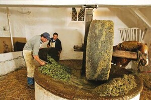 Horse-driven olive crusher