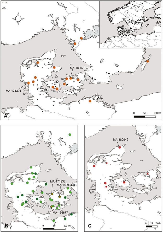 The geographical distribution of the shafthole axes investigated and analysed here. A) Isotope Group 2 axes (orange dots) are spread in the same areas as axes MA166678 and MA171391, both made of Slovakian fahlore metal (light orange dots). These axes should be considered partly contemporary with Isotope Group 3 axes and possibly predate the Isotope Group 1 axes. B) Isotope Group 3 axes, interpreted as being of British and east Alpine origin (green dots), have a similar distribution, though their occurrences seem to extend further inland. The axes were identified as pure British metal (dark green dots) and Mitterberg copper (green/orange dots), highlighting metallurgical zones on the Danish Islands and central Jutland. C) The few Isotope Group 1 axes (red dots), including the NBA II shafthole axe from Vesterå MA180942, are found in the respective metallurgical zones, highlighting the west-east axis from central Jutland to Zealand and the importance of northern Jutland in NBA IB. The contemporary high-flanged axes with AATV provenance (red diamonds) join this picture.